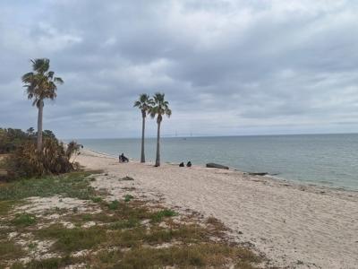 Palm tree paradise.jpg