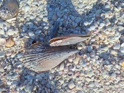 Shells Beach Tranquil Sunset Textures Memory.jpg