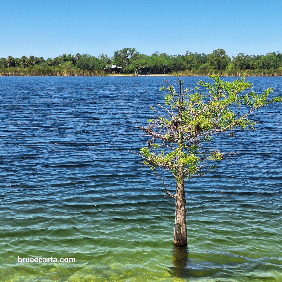 Serene Blue Lake Reflection Lakeside Trees Scene.jpg