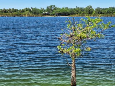 Serene Blue Lake Reflection Lakeside Trees Scene.jpg
