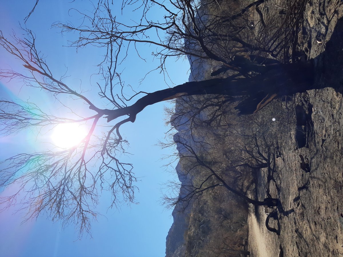 Bright Sunlight Barren Tranquil Lakeside Landscape Silhouette Moment.jpg