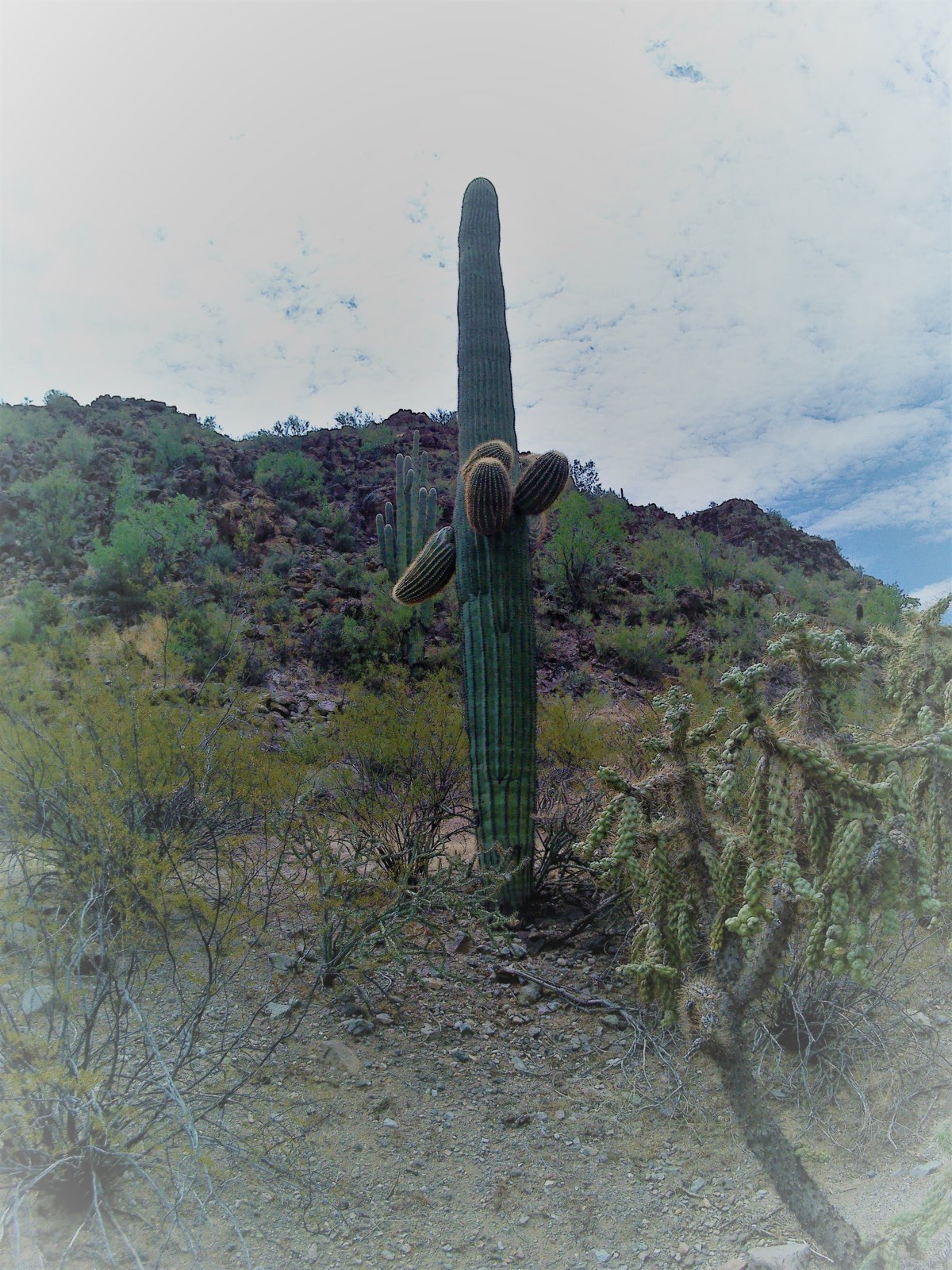 Desert Cactus Pristine Lakeside Landscape Overcast Sky Panorama.jpg