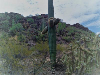 Desert Cactus Pristine Lakeside Landscape Overcast Sky Panorama.jpg