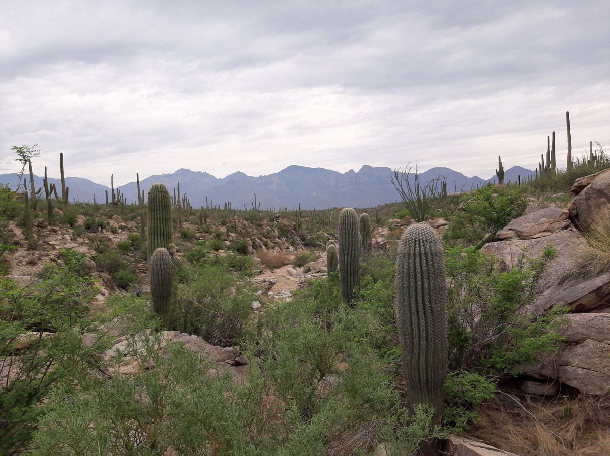Desert Tranquil Lakeside Landscape Cacti Silhouettes Scene.jpg