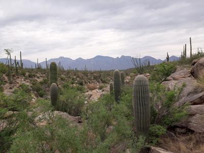 Desert Tranquil Lakeside Landscape Cacti Silhouettes Scene.jpg