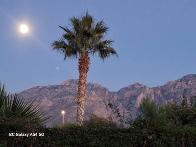 Moonlit Palm Silhouette Mountain View Memory.jpg